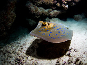 BLUE SPOTTED by Marko Perisic 
